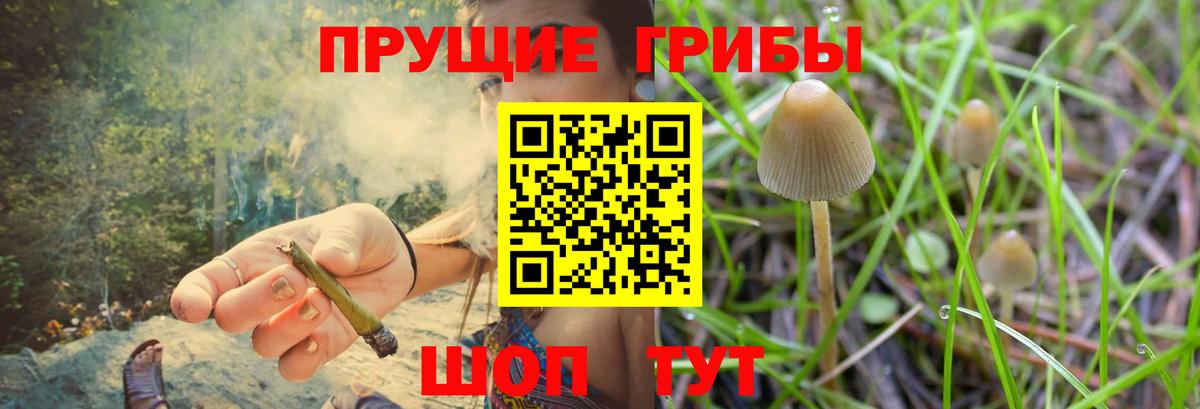 Борзя  сколько стоит  Вход с VPN  Галлюциногенные грибы Psilocybine cubensis  Псилоцибиновые грибы Cubensis 